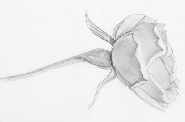 Rose 1-Francine-sm.jpg