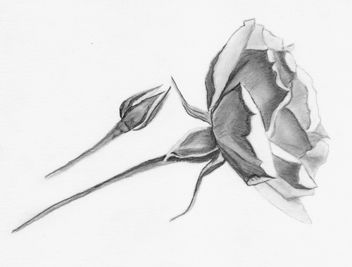 Rose 2-Francine-sm.jpg